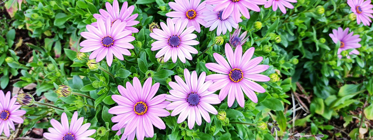 紫の花